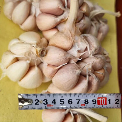 1 Pound Hard Neck Garlic for Planting in Fall, Big Garlic Bulb for Planting, Fresh and High Yield, Cold Hardy, Planting Softneck Hardneck