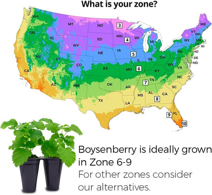 Boysenberry Plant (4 Pack) | Live Fruit Plant for Planting | Large, Juicy & Sweet Berries | Thorny & High-Yielding Variety | Grow Your Own Food in Your Edible Organic Garden | Perfect for Fresh Eating