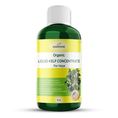 Organic Premium Kelp Seaweed Concentrate for Hoya - Liquid Fertilizer - Liquid Plant Food - Nutrient-Rich Soil Enhancer - Natural Plant Food for Hoya Plant (8 OZ), OLKC-15