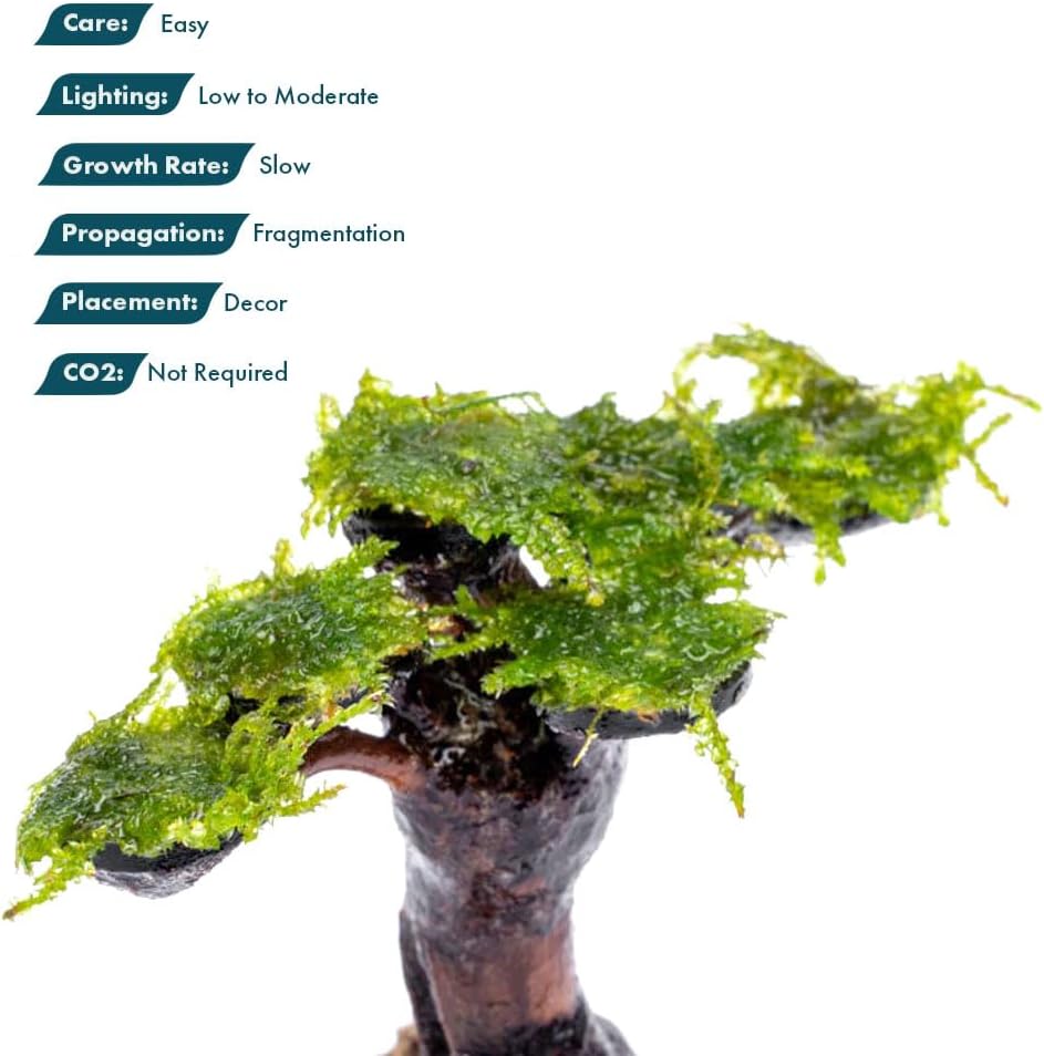 SubstrateSource Live Planted Decor - Moss on Bonsai (Aquascaping Tree) - Low to Moderate Light, Bright Green Freshwater Accent for Aquatic Layout, Midground Placement Centerpiece - Large, 1 Pack