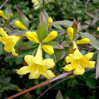 Jasmine Plant, Fragrant Jasmine Flower Vine 4-8 Inches Well Rooted for Container, Hanging Basket Growing (Vibrant Yellow)