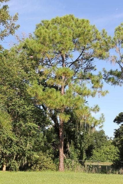 Slash Pine Tree | 10 Live Plants | Pinus Elliottii | Fast Growing Stately Shade Tree