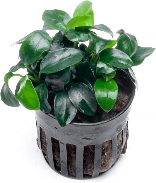 SubstrateSource Anubias Live Aquarium Plants - Potted Freshwater Plant for Fish Tanks, Terrariums - Beginner Friendly Low Light (Nana Petite, 5 Pots)