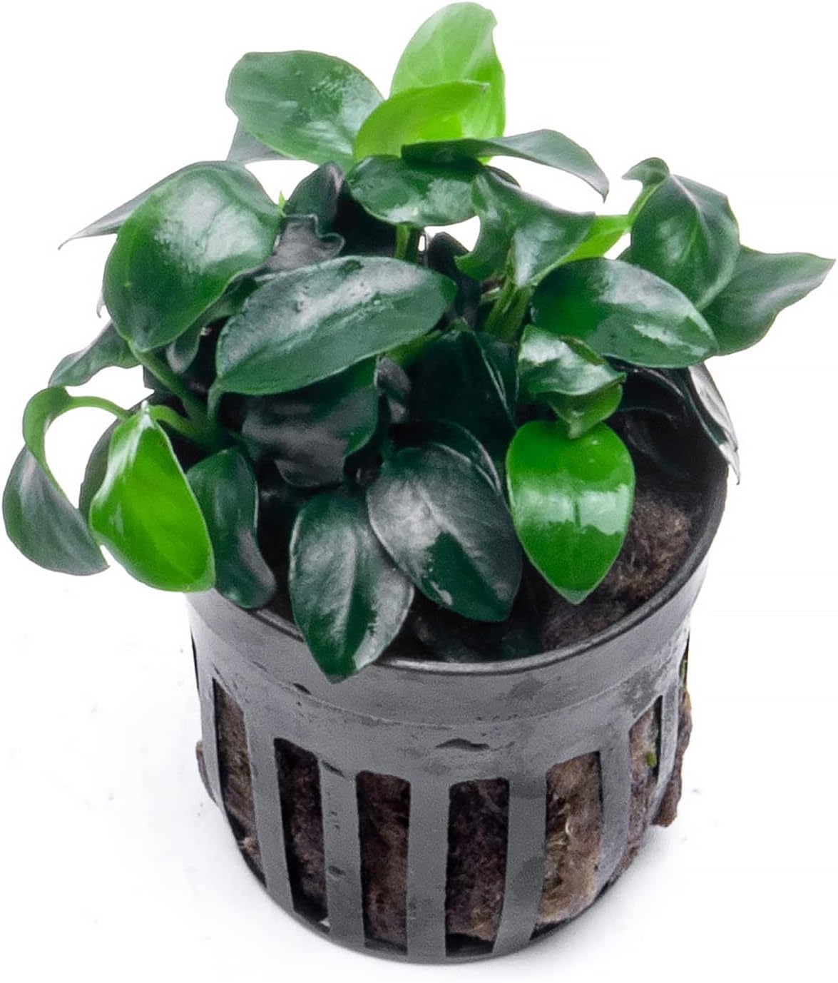 SubstrateSource Anubias Live Aquarium Plants - Potted Freshwater Plant for Fish Tanks, Terrariums - Beginner Friendly Low Light (Nana Petite, 1 Pot)