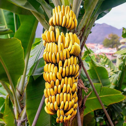 Banana Trees Grand Nain (4 Pack) | Easy to Grow Banana Plants | Edible Fruit Live Plant for Sustainable Living | Grow Your own Food on Your Edible Organic Garden| Live for Planting|