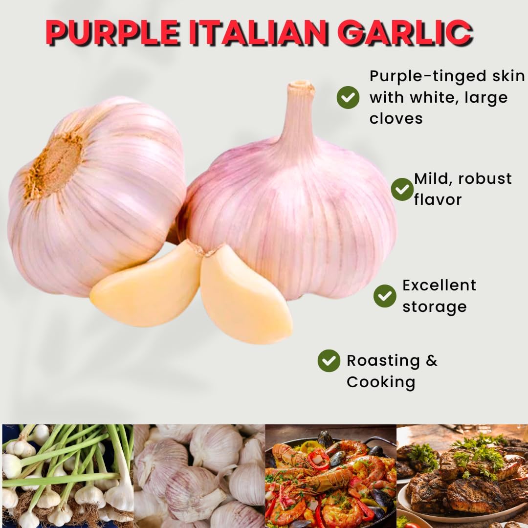 1 Pound Hard Neck Garlic for Planting in Fall, Purple Garlic Bulb for Planting, Fresh and High Yield, Cold Hardy, Planting Softneck Hardneck