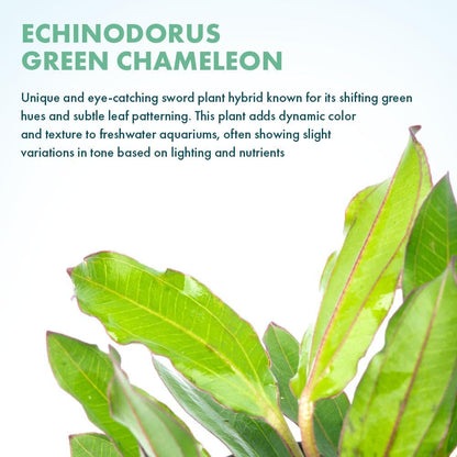 SubstrateSource Live Plants - Echinodorus ‘Green Chameleon’ (Echinodorus sp.) - Medium to High Light, Green Red Accent, Midground to Background Placement, Freshwater Aquatic Plant - Pot