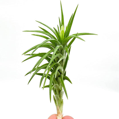 ragnaroc Live Air Plants – Tillandsia Araujei, Large 5” – 5ct – Live Arrival Guaranteed – House Plants for Home Décor & Gift