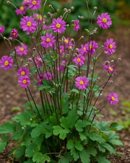 Perennial Farm Anemone x Hybrida 'Pamina' – Live Windflower in #1 Container, Semi-Double Deep Rose-Pink Blooms, Long Blooming, Deer Resistant, Perfect for Borders, Shade & Pollinator Gardens