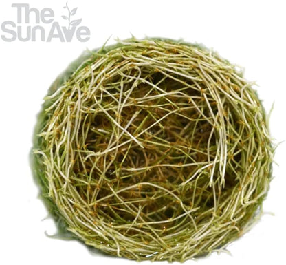 Dwarf Hairgrass Parvula Mini Tissue Culture Live Aquarium Freshwater Plants Decoration