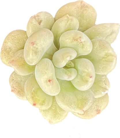 Sprout N Green Echeveria Bill Gates sp., Rare Live Succulent Plant Fully Rooted in 2" Planter with Soil, Home Office Indoor Outdoor Wedding Decoration DIY Projects Party Favor