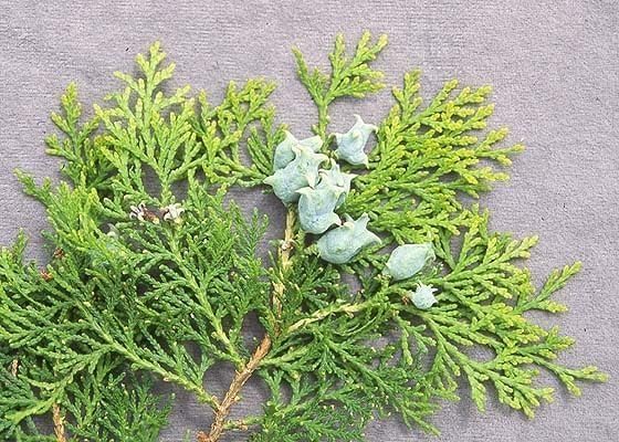 Blue Cone Arborvitae | 2 Live Gallon Size Plants | Vibrant Blue-Green Foliage for Landscaping, Hedges, and Privacy Screens, Drought and Deer Tolerant