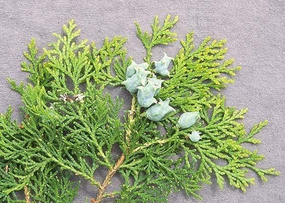 Blue Cone Arborvitae | 1 Live Gallon Size Plant | Vibrant Blue-Green Foliage for Landscaping, Hedges, and Privacy Screens, Drought and Deer Tolerant