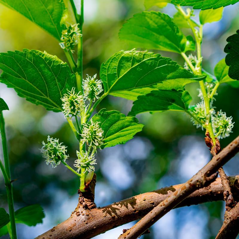 Mulberry Dwarf Everbearing Plant (4 Pack) | Real Live Fruit Plants for Sale| Easy to Grow Live Plants for Organic Gardens | Ideal for Home Gardens, Organic Landscaping, and Indoor or Outdoor Planting.