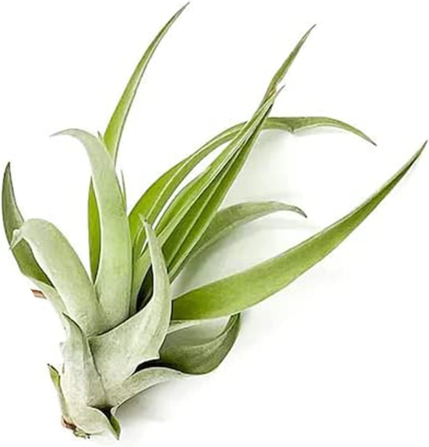 ragnaroc Air Plants - Tillandsia Capitata (Peach), Large 5-7” - 1 ct - Live Arrival Guaranteed - House Plants for Home Decor & Gift