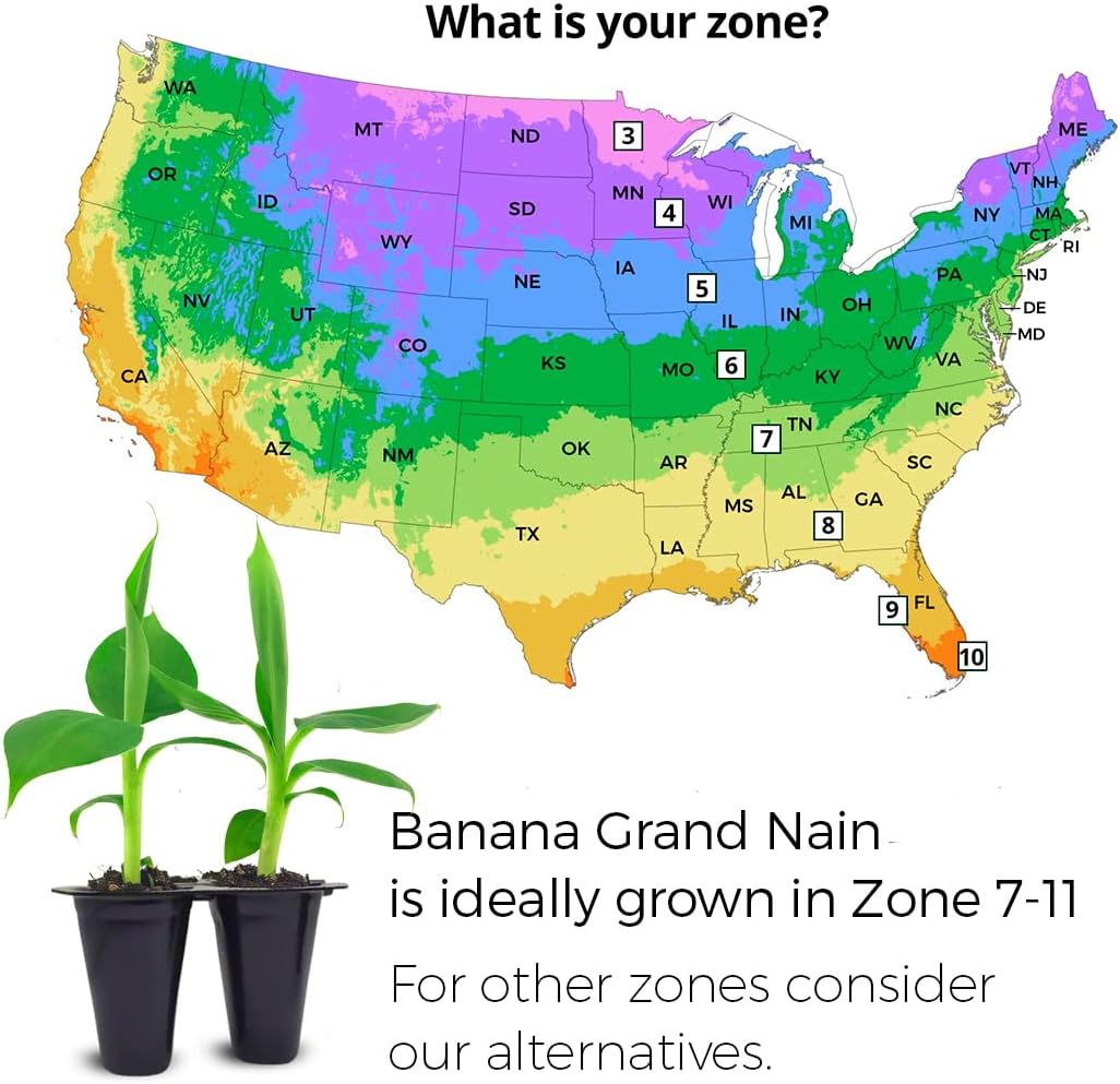 Banana Trees Grand Nain (4 Pack) | Easy to Grow Banana Plants | Edible Fruit Live Plant for Sustainable Living | Grow Your own Food on Your Edible Organic Garden| Live for Planting|