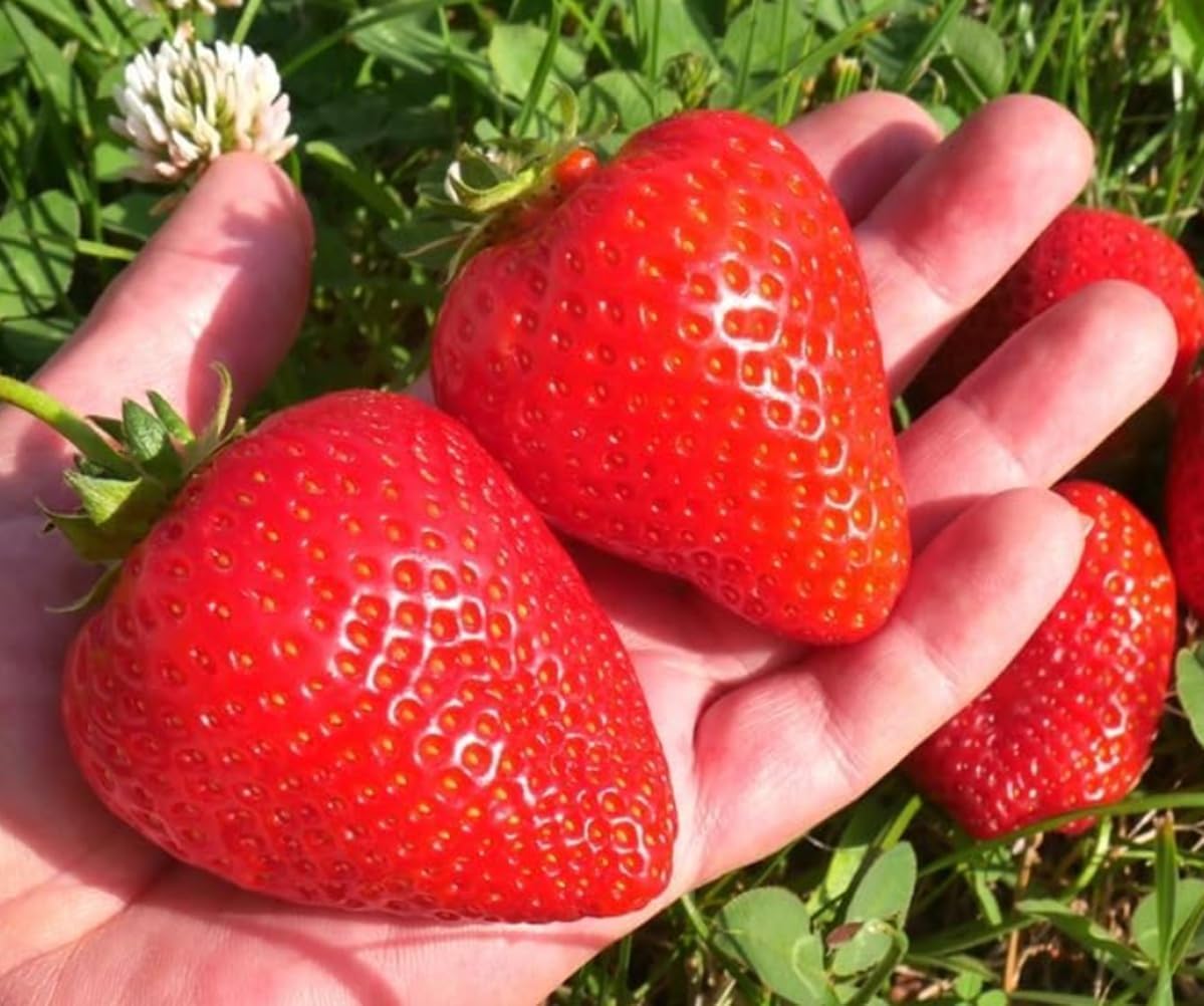 BigBloom Strawberry Plants - Grow Giant Strawberries - Bare Root Plants (10 Plants)