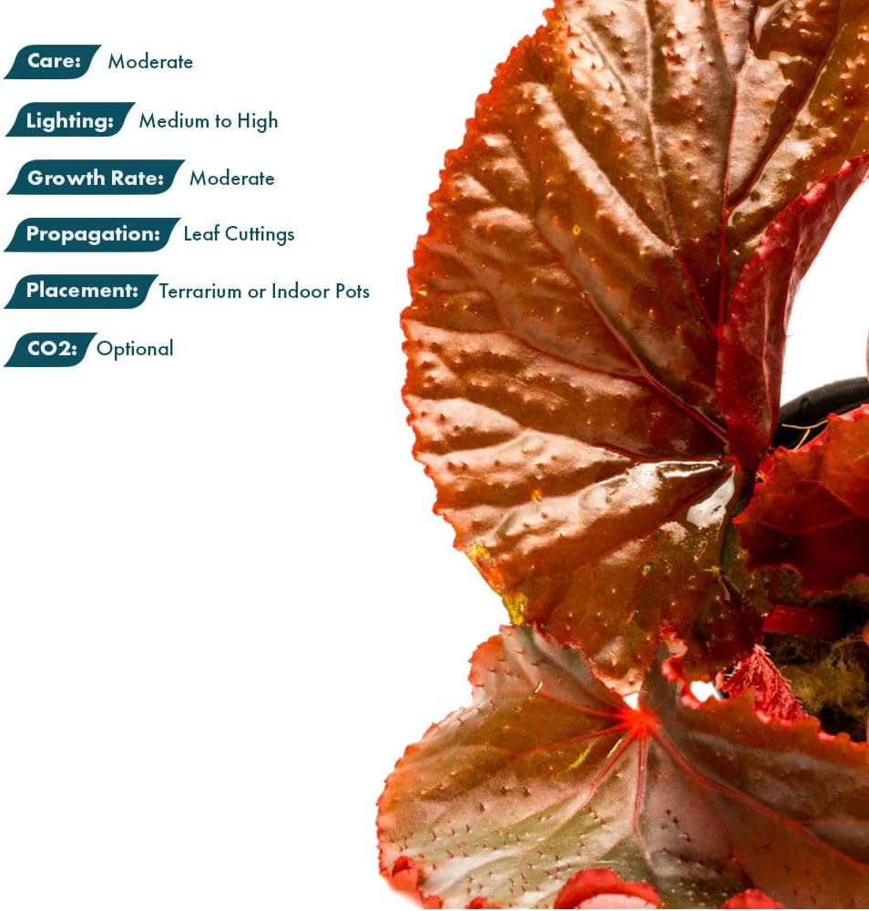 SubstrateSource Live Jungle Plants - Begonia Arabian Sunset (Begonia sp.) - Medium to High Light, Bronze Red Orange Accent, Terrarium or Paludarium, Terrestrial Plant - Pot