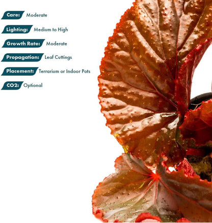SubstrateSource Live Jungle Plants - Begonia Arabian Sunset (Begonia sp.) - Medium to High Light, Bronze Red Orange Accent, Terrarium or Paludarium, Terrestrial Plant - Pot