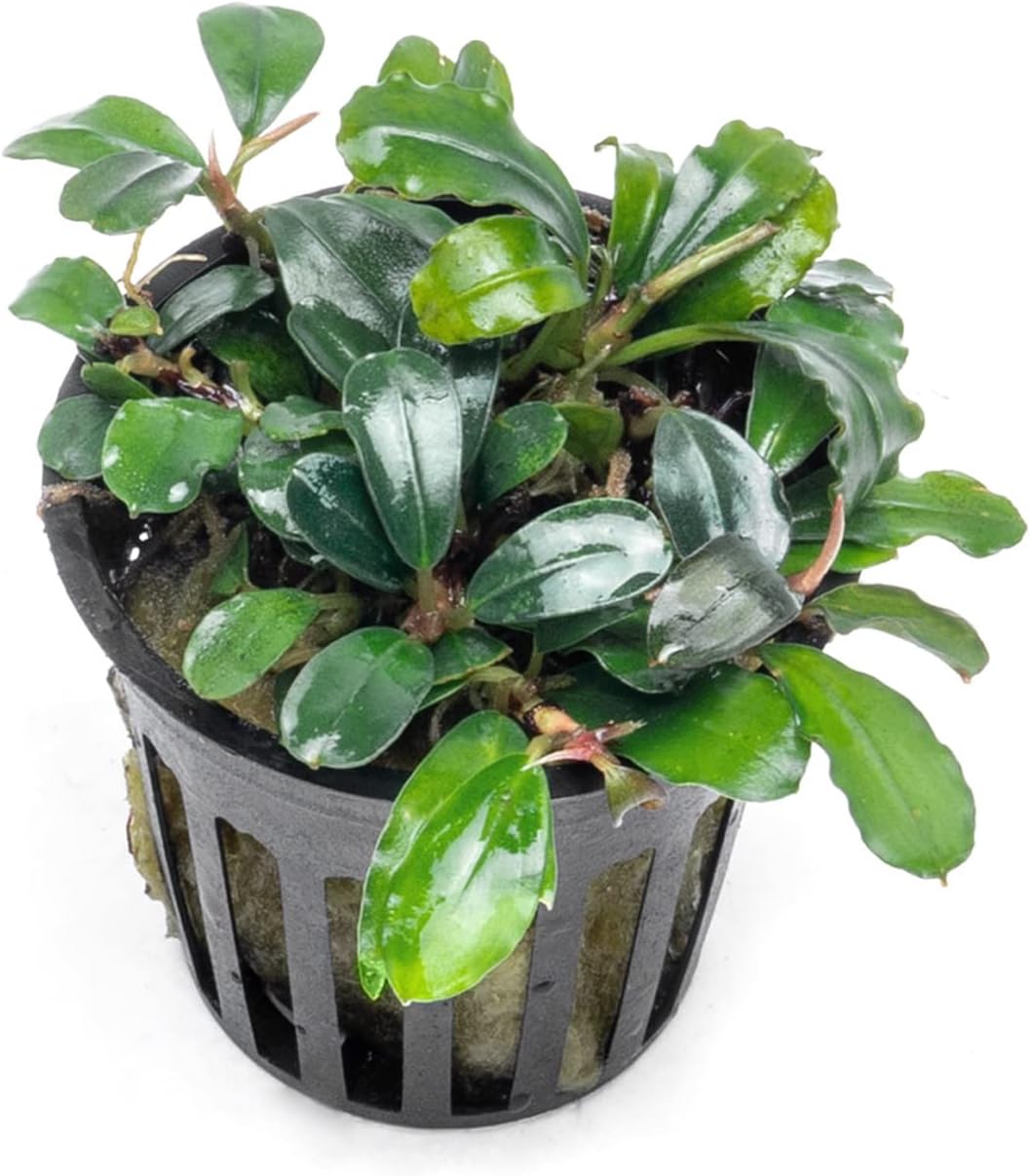 SubstrateSource Bucephalandra Brownie Blue Potted Live Aquarium Plant - Natural Freshwater Fish Tank Decorations, Aquatic Décor