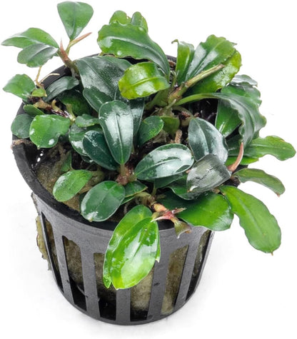 SubstrateSource Bucephalandra Brownie Blue Potted Live Aquarium Plant - Natural Freshwater Fish Tank Decorations, Aquatic Décor