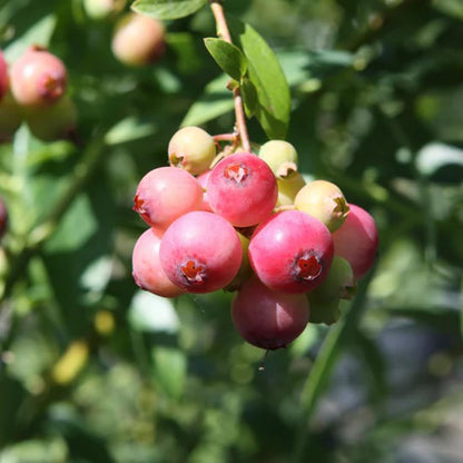 Pink Lemonade Blueberry (Pink Lemonade)