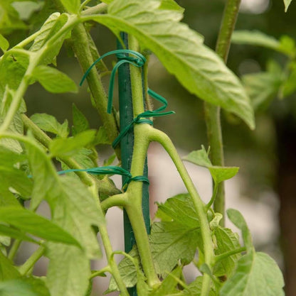 Rocky Mountain Goods Twist Ties for Plants with Cutter - Green Garden Twist Ties for Outdoor/Indoor Plants, Climbing Plants - 100 Feet Cut to Custom Length - Soft But Strong Support for Delicate