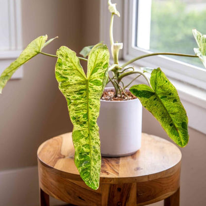 2 Long Leaf Philodendron Live Plant 5-9" Tall, Rare Tropical Indoor Houseplant Home Garden