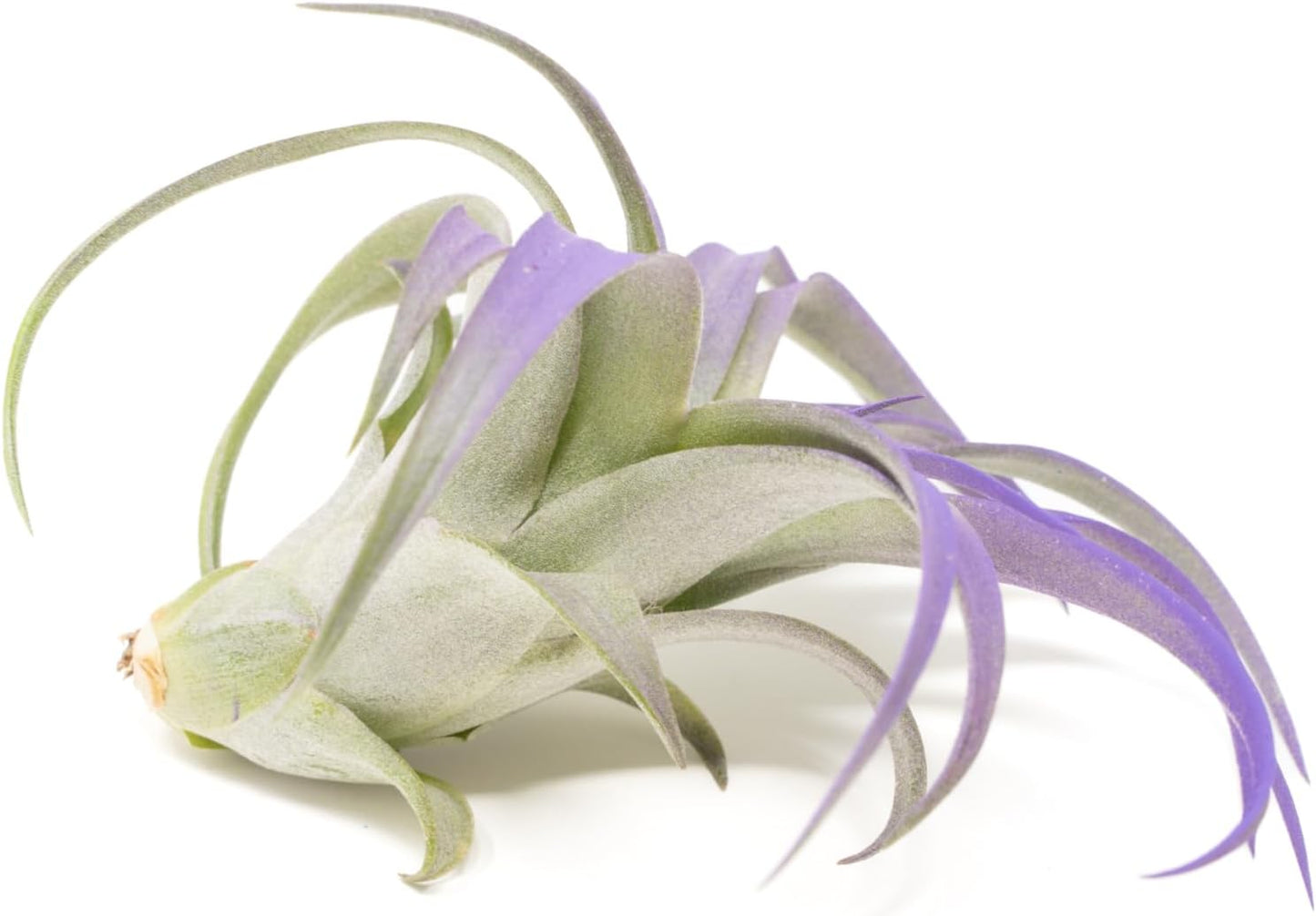 Purple Colorful Tillandsia Air Plants - Long Lasting Color Enhanced Live Tillandsia Succulent House Plants - Home and Garden Decor - Easy Care Indoor and Outdoor (Brachycaulos Abdita, Pack of 3)