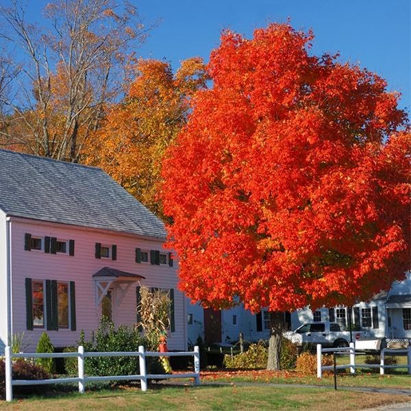 Brighter Blooms - Autumn Blaze Red Maple Tree, 4-5 ft. - No Shipping to AZ