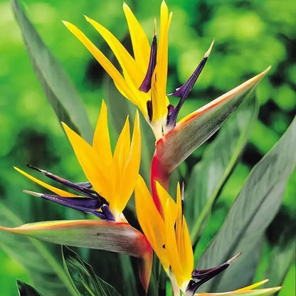 Yellow Bird of Paradise Plant Live Houseplant, 5-12 Inch Tall, Ornamental Strelitzia Reginae Live Plant for Indoor Outdoor