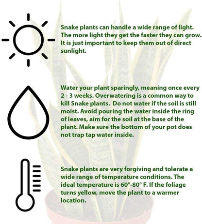 Snake Plant Laurentii | Sansevieria Trifasciata Live Plant for Indoor | Different Houseplants in 4'' & 6'' Pot | Real House Plant for Livingroom | Mother-in-law's Tongue