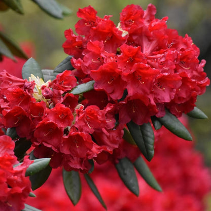 Rhododendrons Plant Live, Red Rhododendron Shrub, Large Flowering Tree 1 Gallon Potted for Gardening
