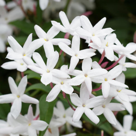 Jasmine Plant, Fragrant Jasmine Flower Vine 4-8 Inches Well Rooted for Container, Hanging Basket Growing (White)