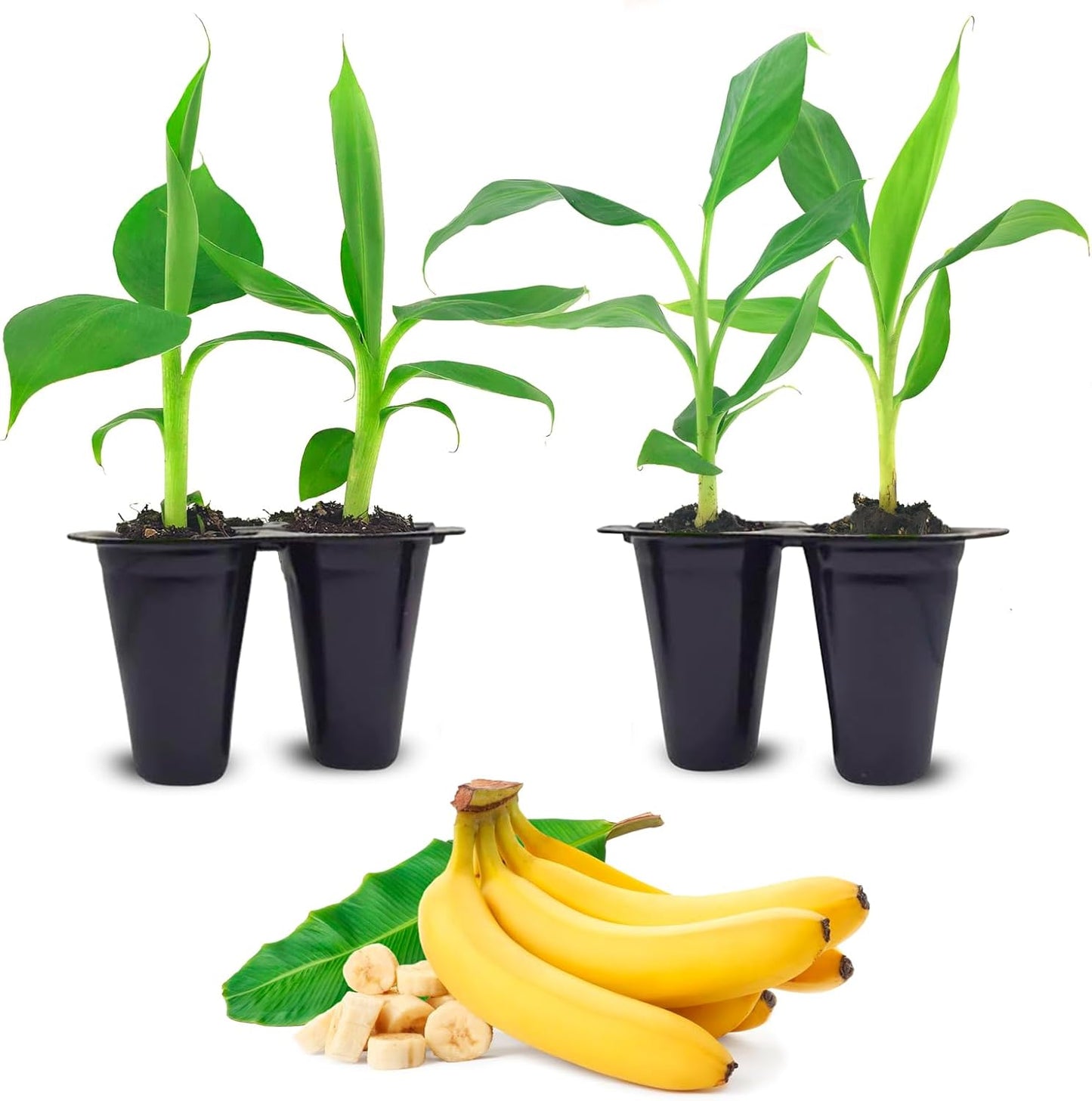 Banana Trees Grand Nain (4 Pack) | Easy to Grow Banana Plants | Edible Fruit Live Plant for Sustainable Living | Grow Your own Food on Your Edible Organic Garden| Live for Planting|