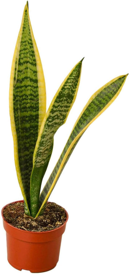 Snake Plant Laurentii | Sansevieria Trifasciata Live Plant for Indoor | Different Houseplants in 4'' & 6'' Pot | Real House Plant for Livingroom | Mother-in-law's Tongue