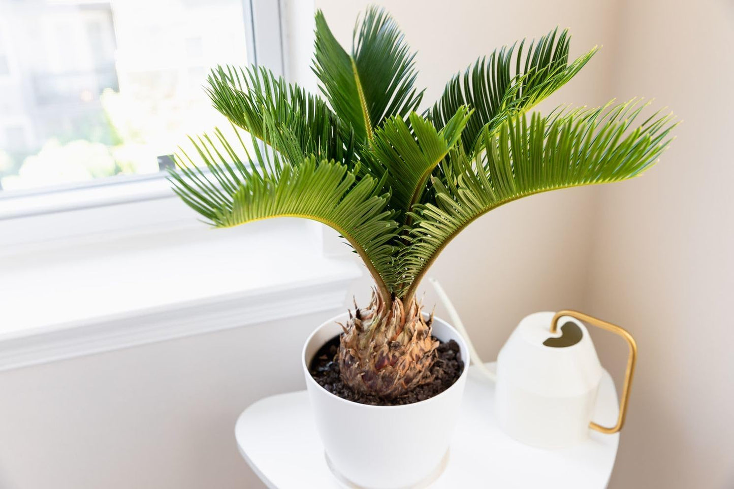 Gardenera SOGO Palm Potting Mix - Promote Strong Roots and Captivating Elegance with Our Premium Blend - 4 Quart