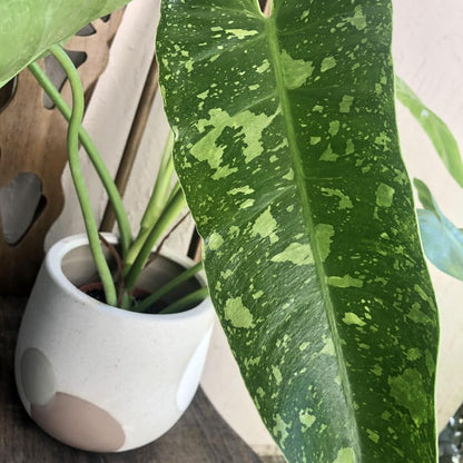 2 White Green Variegated Philodendron Live Plant 5-9" Tall, Rare Tropical Indoor Houseplant Home Garden