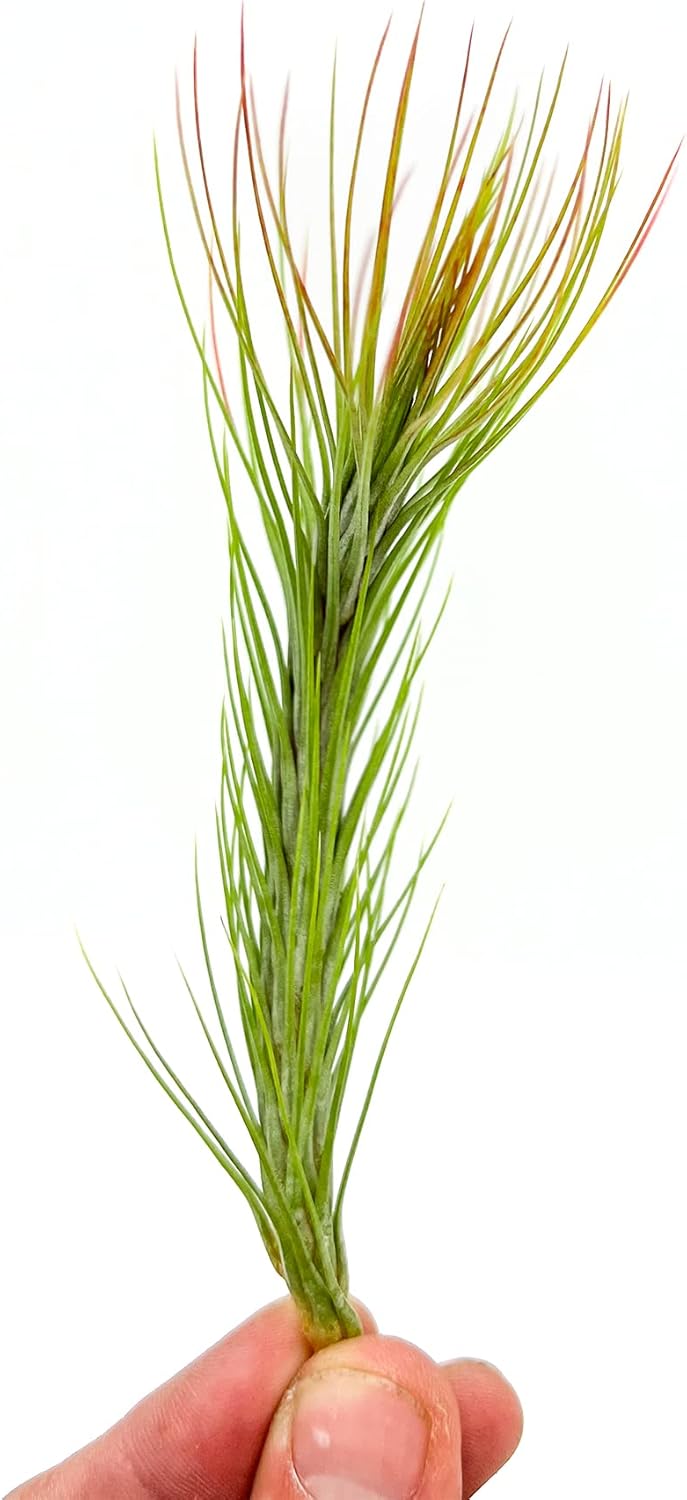 ragnaroc Air Plants - Tillandsia Funckiana Hybrid, Large 5-7" - 1ct - Live Arrival Guaranteed - House Plants for Home Decor & Gift