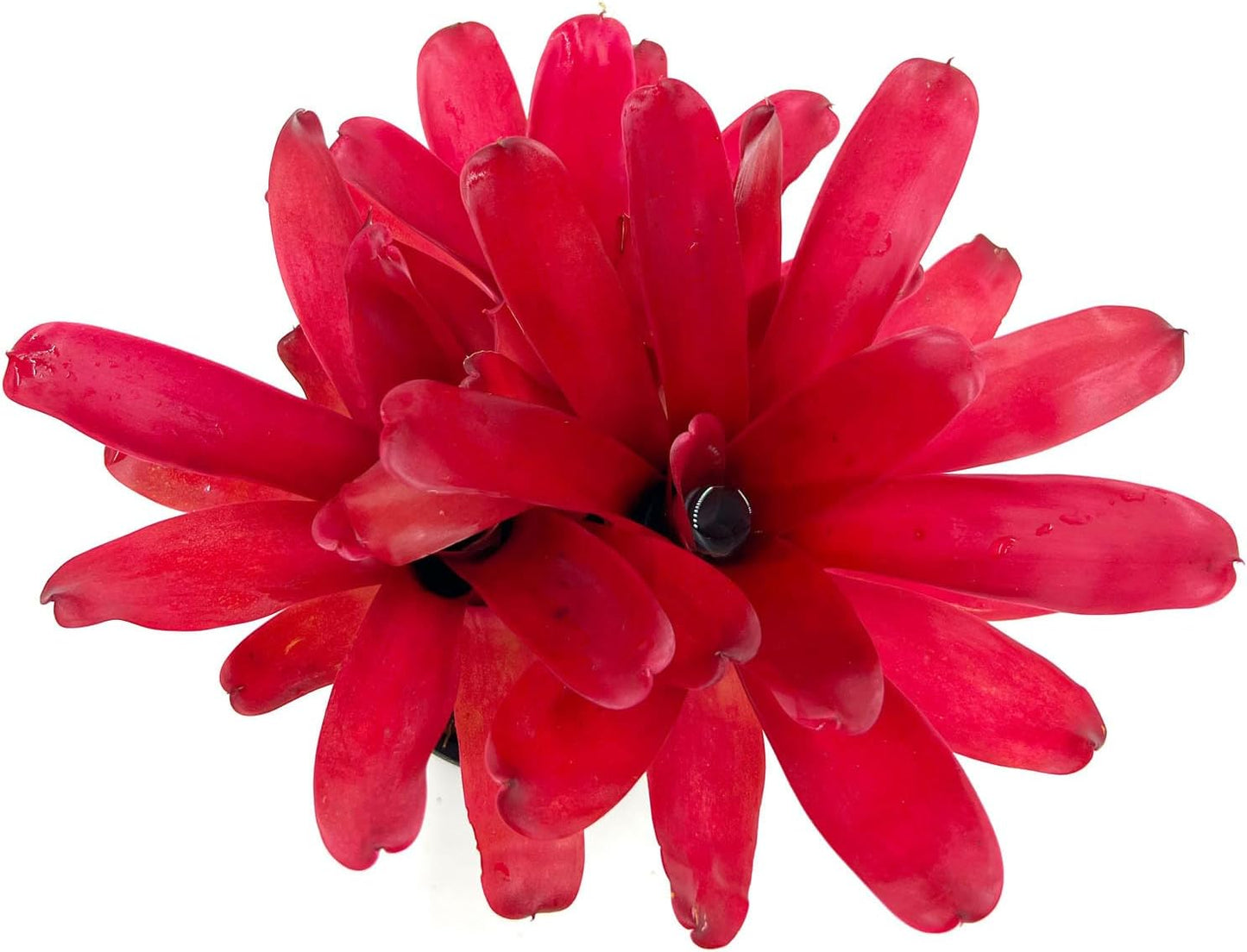 ragnaroc Live Plants - Bromeliad Neoregelia 'Super Fireball', 10-12" in 6" Pot - 1ct - Live Arrival Guaranteed - House Plants for Home Decor & Gift
