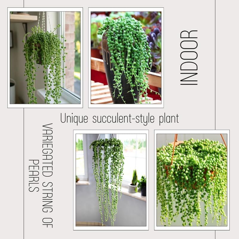 String of Pearls Plant Live, Trailing Succulent Vine, Rare Live Indoor Plant in Pot