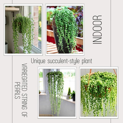 String of Pearls Plant Live, Trailing Succulent Vine, Rare Live Indoor Plant in Pot