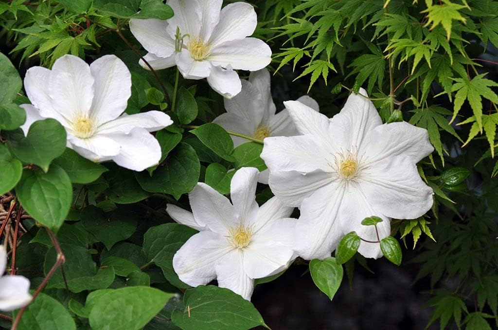 Candida Clematis Vine - Live Plant in a 4 Inch Growers Pot - Clematis 'Candida' - Starter Plants Ready for The Garden - Bold and Beautiful Purple Flowering Vine