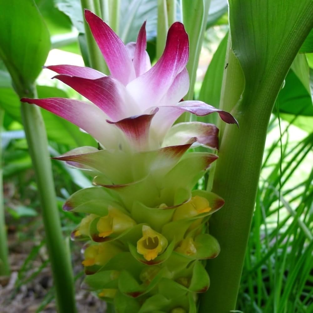 Premium Live Black Turmeric (Curcuma caesia) Plants - Rare Herbal Medicinal Plant, Perfect for Home Gardens (4 Black Turmeric Bags)