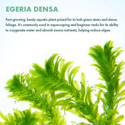 SubstrateSource Live Plant - Anacharis (Egeria densa) - Easy Care, Low to Medium Light, Bright Green Accent, Freshwater Aquatic Plant for Aquascaping - Lead Bunch