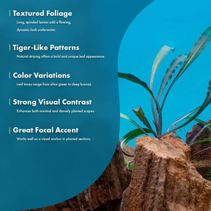 SubstrateSource Live Plants - Crypt Spiralis Tiger (Cryptocoryne spiralis 'Tiger') - Low to Medium Light, Green-Brown Color Aquatic Plant, Background Placement - Rosette Growth - Pot, 1 Pack