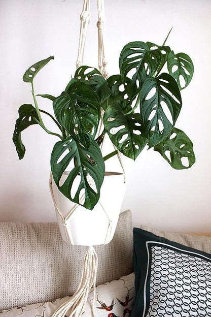 American Plant Exchange Monstera Adansonii – Live 4-Inch Pot Swiss Cheese Vine Plant, Small Easy-Care Trailing Houseplant, Low-Maintenance Air Purifying Plant for Home, Office & Garden Décor