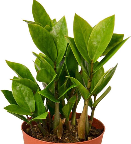 Zamioculcas Zamiifolia ZZ Live Plant for Indoor | Different Houseplants in 4'' & 6'' Pot | Real House Plant for Living Room, Office, Desk & Bathroom |