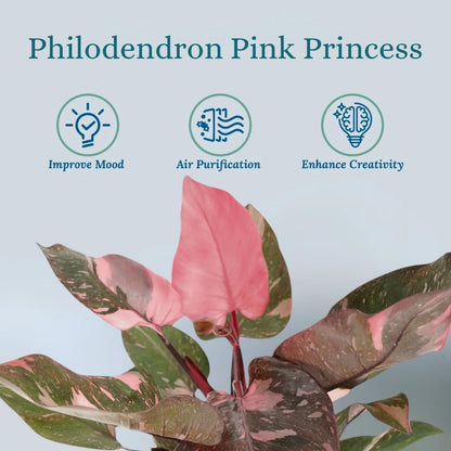 Pink Princess Philodendron Live Plant - Indoor Plants Live Houseplants - Elegant Philodendron Princess House Plant - Rare Pink Plants