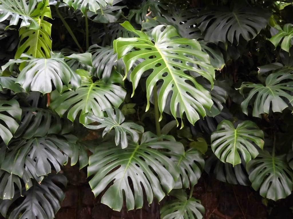 GARDENERA Premium Carambola Potting Soil Mix - Perfect Balance of Nutrients, Drainage, and Aeration for Thriving Starfruit Trees - 2 Quart